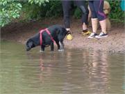 Sammy untersucht das Wasser